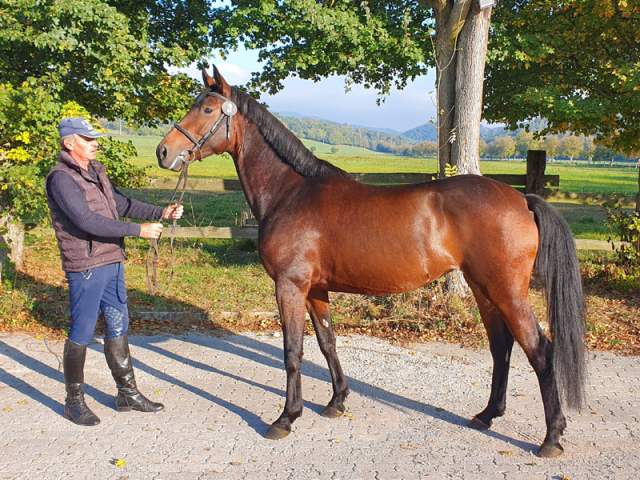 Furioso_XL-14_Wisteria